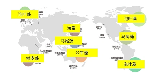 褐藻寡糖来自全球优选褐藻（泡叶藻，马尾藻，海带）